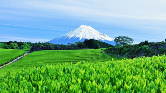 Like Wine, Tea Comes in Many Varieties — Savor the Nuances of Flavor and Aroma
