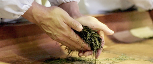 The Making of Japanese Tea – The Art of Traditional Hand-Rolling