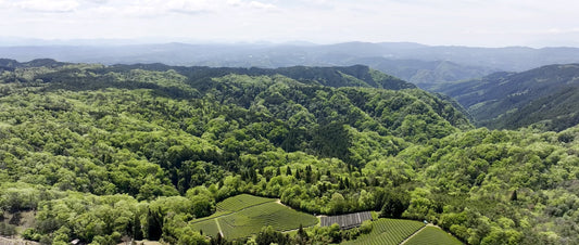 Why Phenimax Chooses Remote Mountain Tea Fields