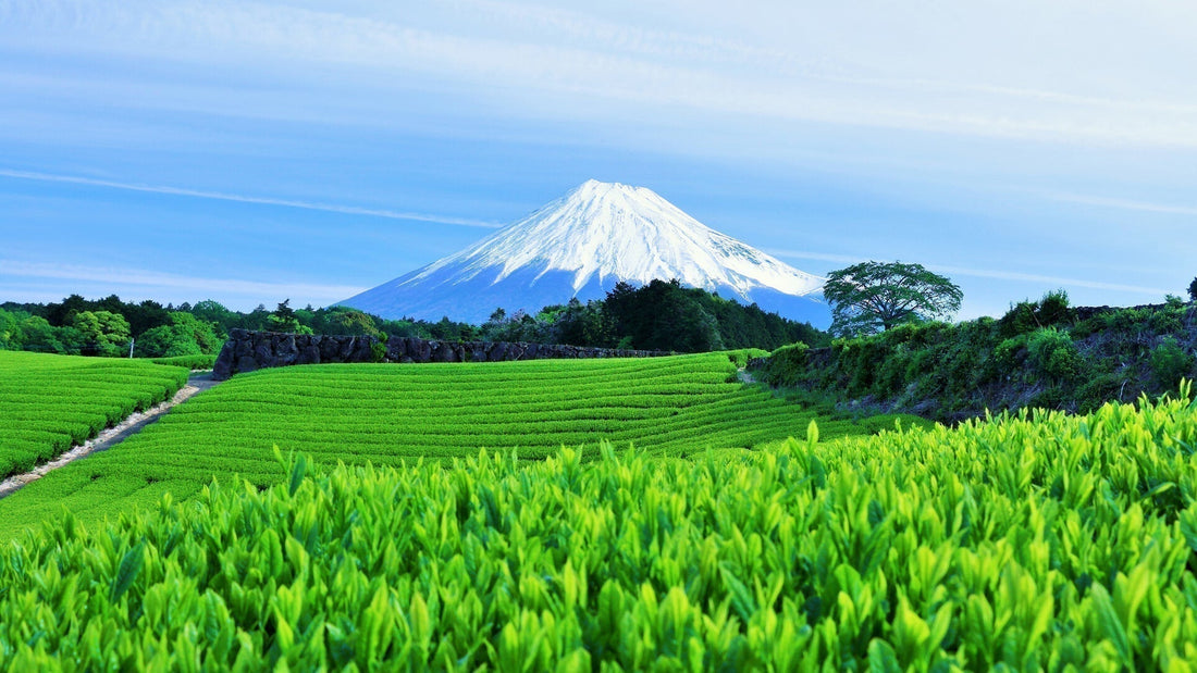 Like Wine, Tea Comes in Many Varieties — Savor the Nuances of Flavor and Aroma