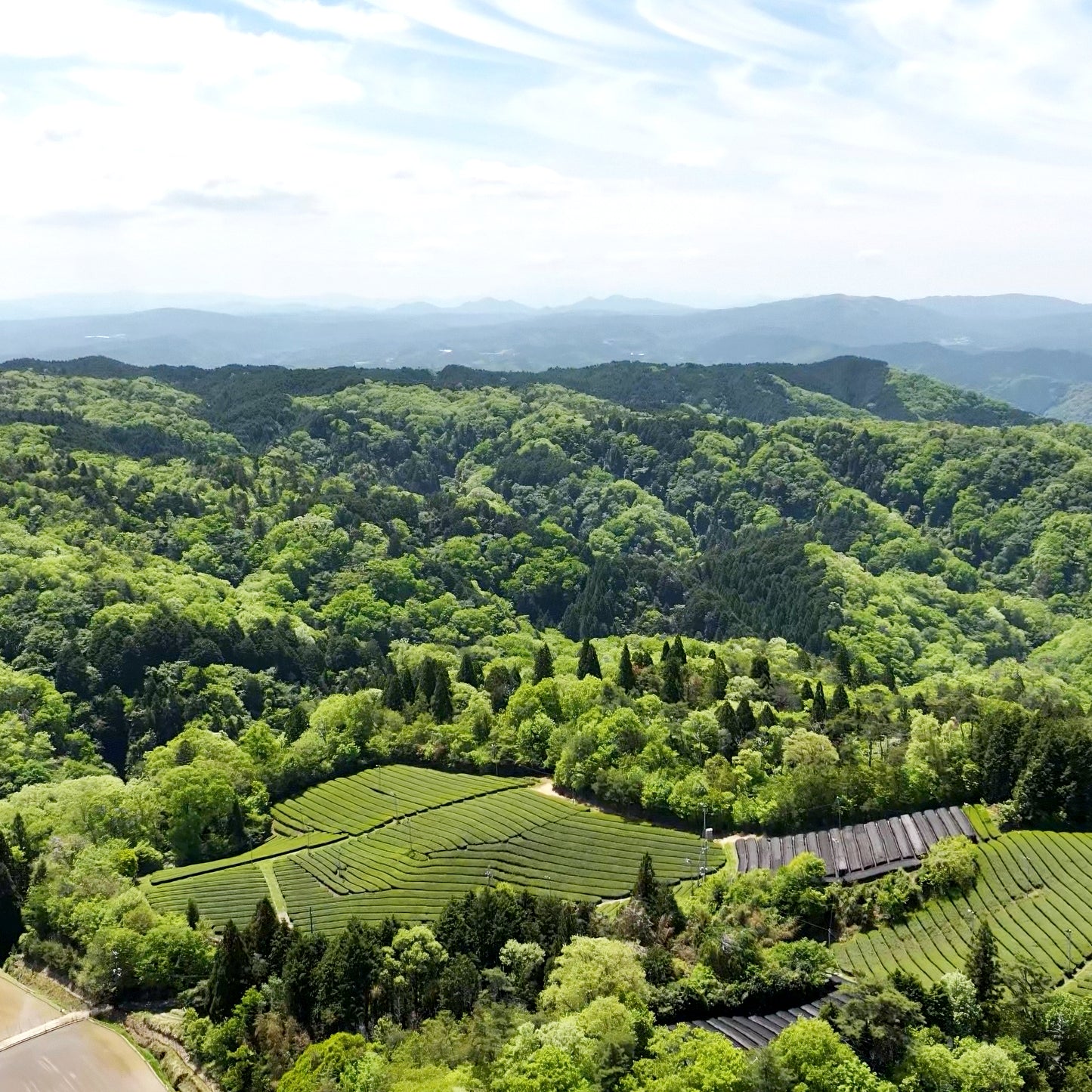 UNICROSS Wholefood Organic 100％ Uji Matcha